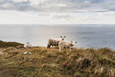 Scenic view of sheep standing on field against sea 