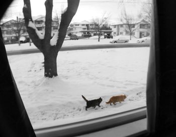 Close-up of dog on snow covered landscape