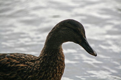 Close-up of duck swimming in lake in lake district, england, united kingdom 