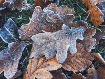 Close-up of plants during winter