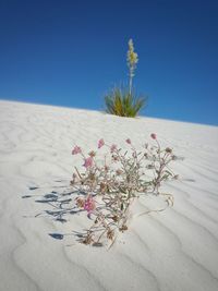 Flowering plant on white gypsum sand dunes against clear blue sky