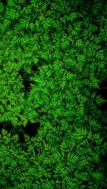 Full frame shot of fresh green plants in forest