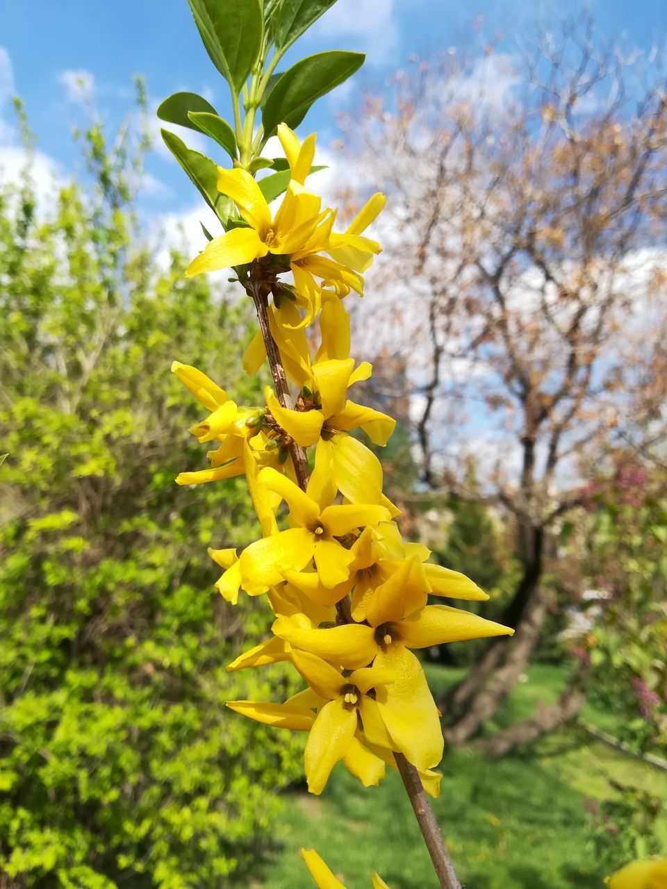 flowering plant, plant, flower, vulnerability, yellow, fragility, beauty in nature, growth, freshness, petal, close-up, inflorescence, focus on foreground, flower head, nature, day, blossom, no people, botany, vibrant color, outdoors, springtime, spring