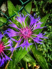 Close-up of purple flowering plant