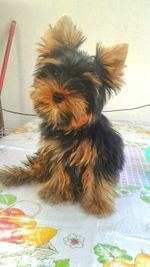 Close-up of dog