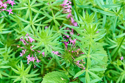 Close-up of insect on plant