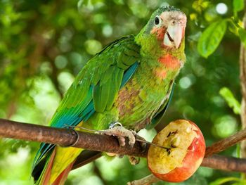 Close-up of bird perching on branch