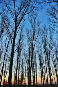 Low angle view of bare trees against sky