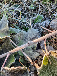 High angle view of frozen plant on field