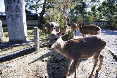 Deer standing on field