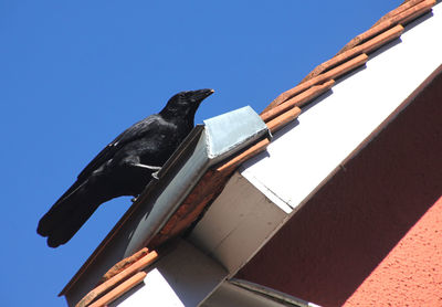 Low angle view of a bird