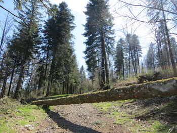 Low angle view of pine trees in forest