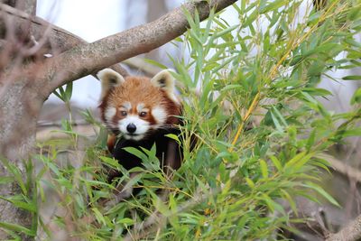 Portrait of panda on tree