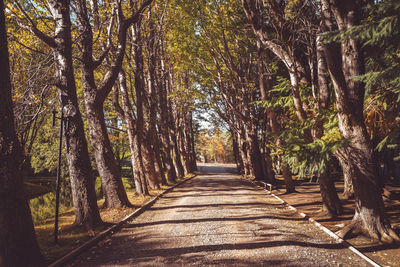 Footpath amidst trees in forest