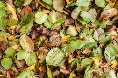 Full frame shot of plants