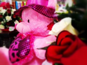 Close-up of hand holding pink roses