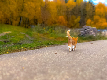 Cat standing on road in city