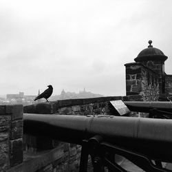 Bird flying over built structure