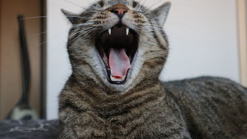 Close-up of cat yawning