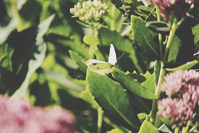 Close-up of butterfly on plant