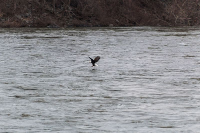 Bird flying over water