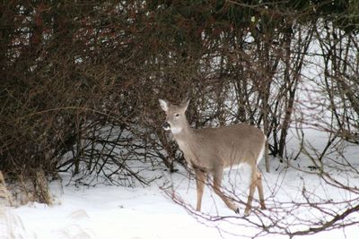 Deer on snow covered field