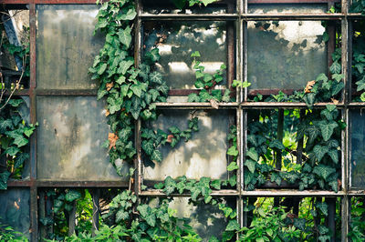 Full frame shot of ivy growing on abandoned window