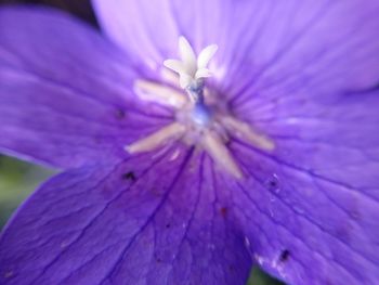 Close-up of purple flower blooming outdoors