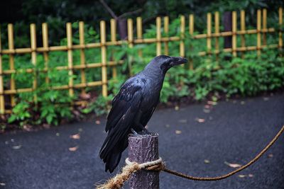 Raven corvus corax bird common beautiful  perched crow traditional japanese garden tokyo japan asia