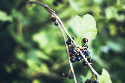 Close-up of insect on plant