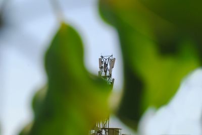 Close-up of insect on plant