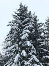 Low angle view of tree against sky during winter