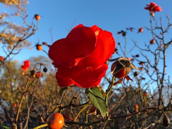 Low angle view of red flowering plants against sky