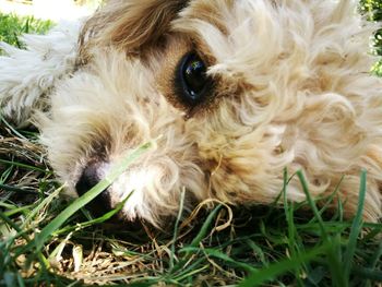 Close-up portrait of dog lying on grass