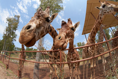 Herd of a giraffe against sky