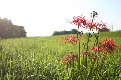 Close-up of flowering plants on land against sky