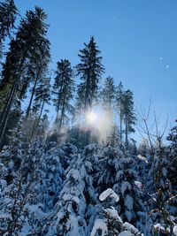 High angle view of trees against sky at night