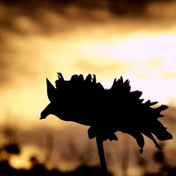 Low angle view of plant against sky at sunset