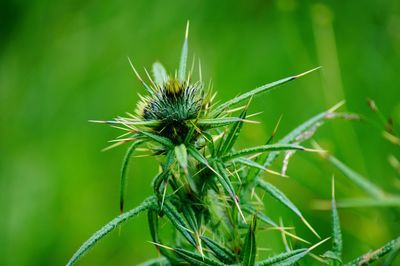 Close-up of a plant