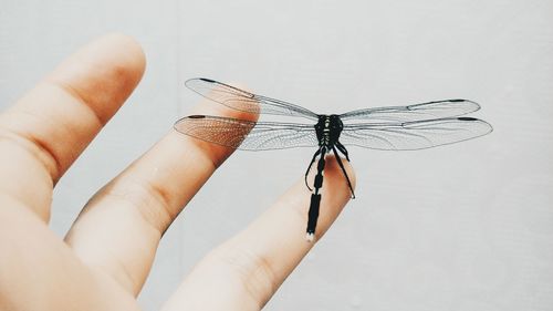 Close-up of hand holding insect over white background