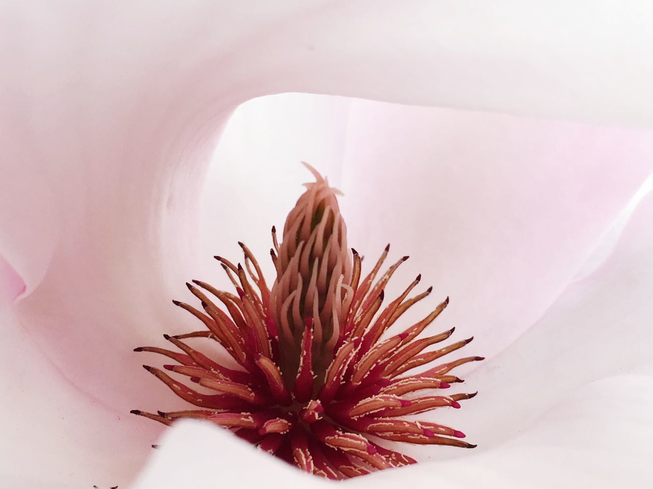 plant, flowering plant, flower, close-up, fragility, vulnerability, freshness, beauty in nature, pink color, indoors, no people, petal, nature, flower head, growth, inflorescence, pollen, selective focus, maroon