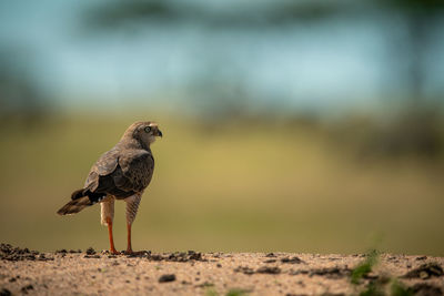 Immature dark-chanting goshawk on horizon facing right