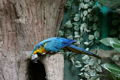 Close-up of blue bird perching on wood
