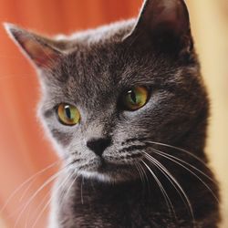 Close-up portrait of a cat