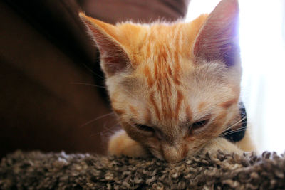 Close-up of a kitten at home