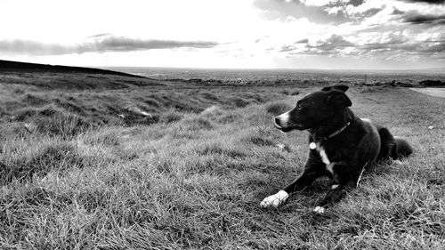 Dog on field