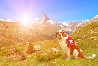Dog standing in mountains against sky