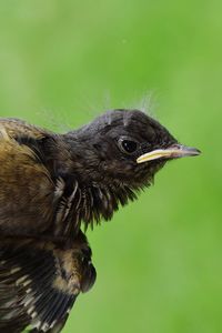 Close-up of bird perching