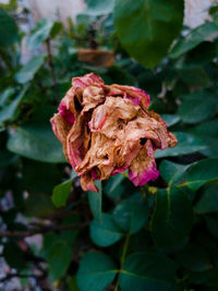 Close-up of wilted rose
