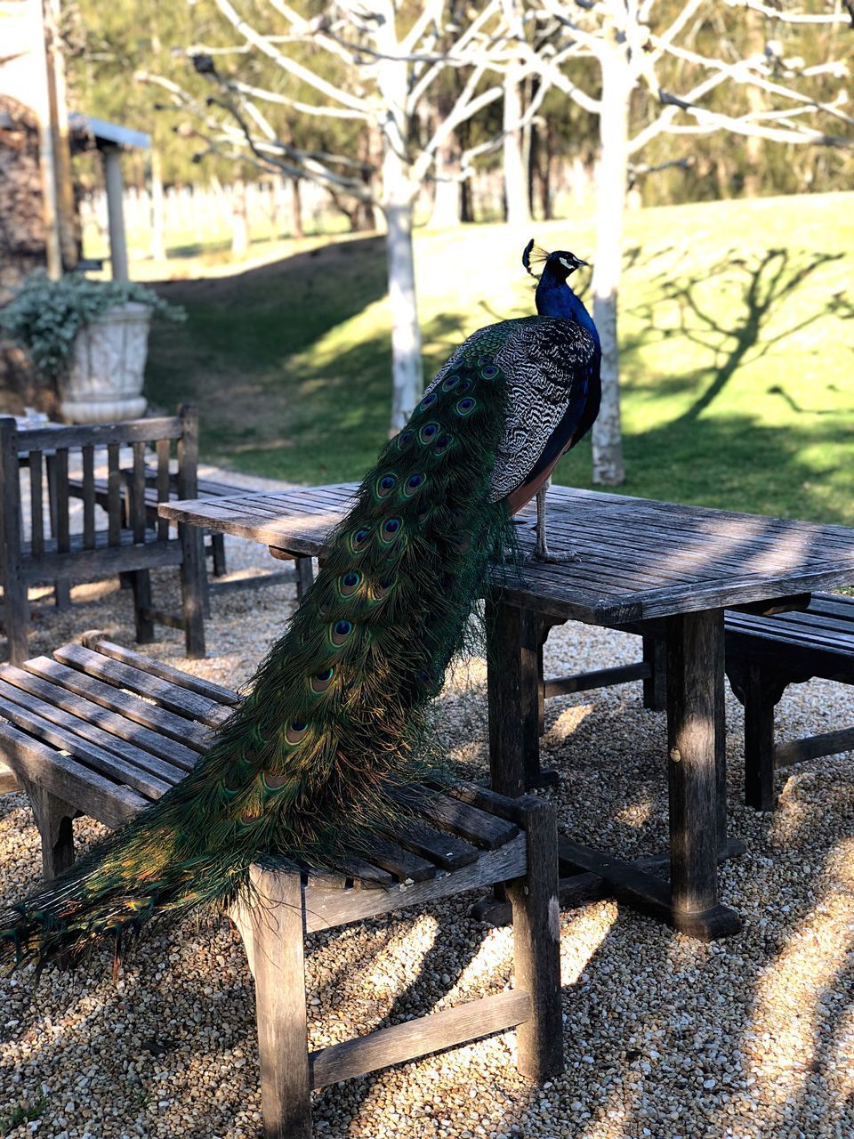 CLOSE-UP OF BIRD ON WOODEN POST